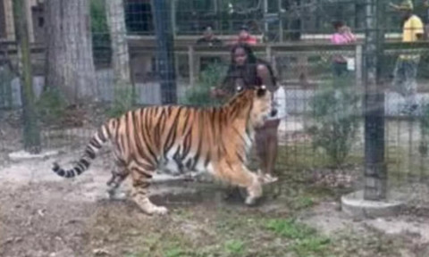 Momentul când o femeie încearcă să mângâie un tigru la Grădina Zoologică din Bridgeton. Aproape a fost sfâșiată de animal