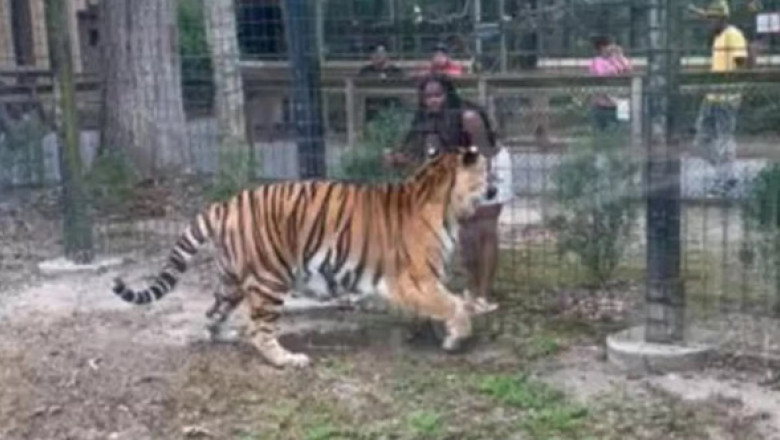 Momentul când o femeie încearcă să mângâie un tigru la Grădina Zoologică din Bridgeton. Aproape a fost sfâșiată de animal