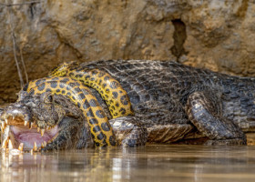 Luptă acerbă între un șarpe Boa și un crocodil. Spectacolul uimitor oferit de reptile turiștilor din Brazilia