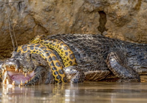 Luptă acerbă între un șarpe Boa și un crocodil. Spectacolul uimitor oferit de reptile turiștilor din Brazilia