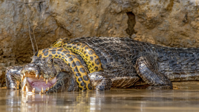 Luptă acerbă între un șarpe Boa și un crocodil. Spectacolul uimitor oferit de reptile turiștilor din Brazilia