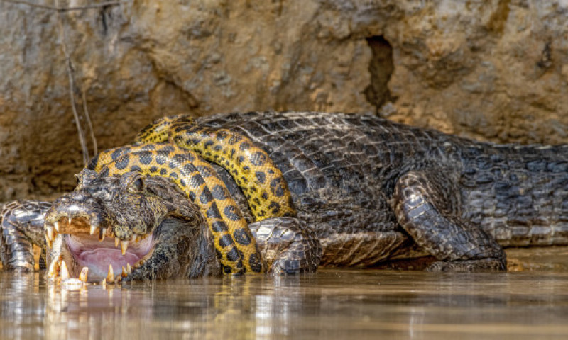 Luptă acerbă între un șarpe Boa și un crocodil. Spectacolul uimitor oferit de reptile turiștilor din Brazilia