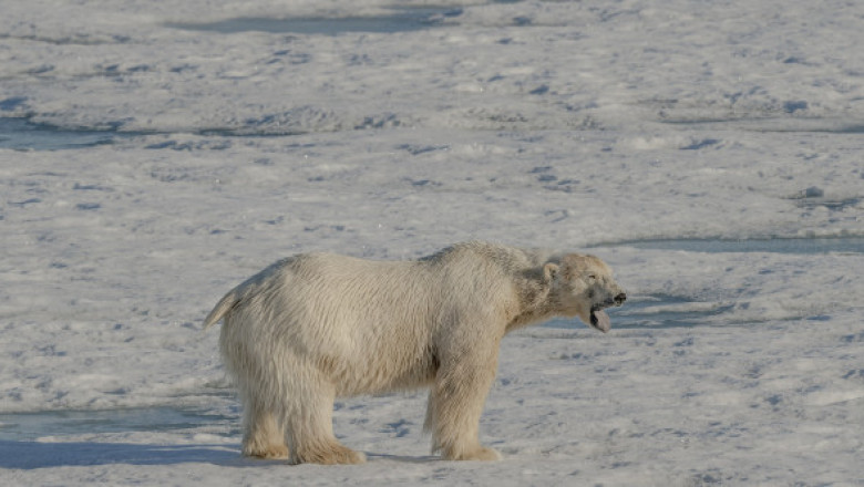 Urmele lăsate de încălzirea globală, în imagini greu de urmărit. Animalele din Arctica sunt pe cale de dispariție