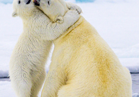 Momentul adorabil când un pui de urs polar își îmbrățișează mama. Imaginile au făcut înconjurul lumii