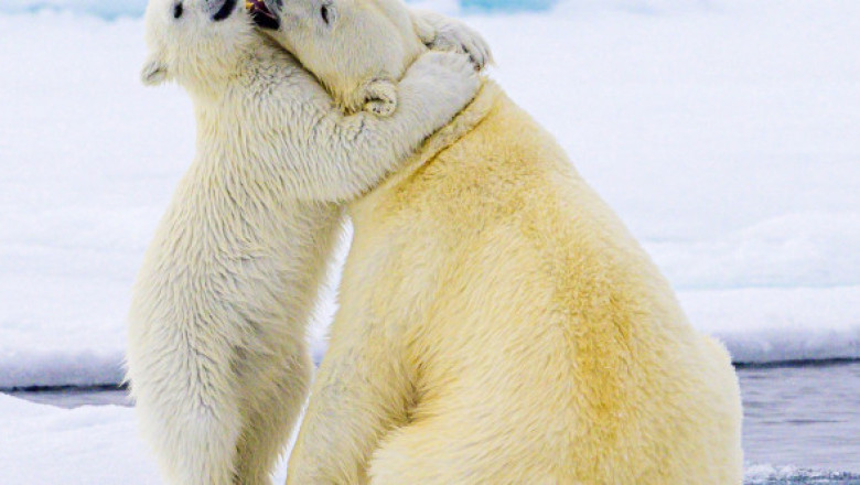 Momentul adorabil când un pui de urs polar își îmbrățișează mama. Imaginile au făcut înconjurul lumii