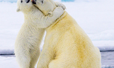 Momentul adorabil când un pui de urs polar își îmbrățișează mama. Imaginile au făcut înconjurul lumii