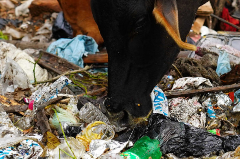 Vacile din India mănâncă pungi de plastic în loc de furaje și fân/ Profimedia