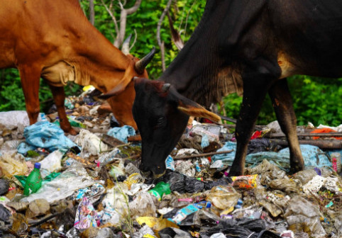 Vacile din India mănâncă pungi de plastic în loc de furaje și fân. Animalele, considerate sacre, sunt lăsate în voia sorții