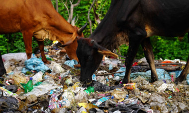 Vacile din India mănâncă pungi de plastic în loc de furaje și fân. Animalele, considerate sacre, sunt lăsate în voia sorții