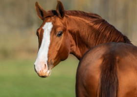 Caii „miros” frica oamenilor. Un studiu arată că devin mai vigilenți când detectează teama umană