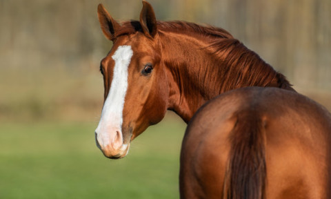 Caii „miros” frica oamenilor. Un studiu arată că devin mai vigilenți când detectează teama umană