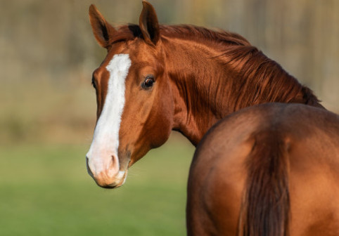 Caii „miros” frica oamenilor. Un studiu arată că devin mai vigilenți când detectează teama umană