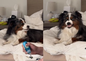 Reacția hilară a unui câine când stăpâna sa se pregătește să-l spele pe dinți: „Nu sunt sigură dacă îi place sau nu”