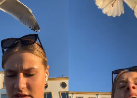 Momentul când o femeie este atacată de un pescăruș. Imaginile au devenit virale: „Mi s-a întâmplat același lucru la mare”