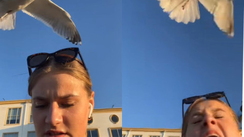 Momentul când o femeie este atacată de un pescăruș. Imaginile au devenit virale: „Mi s-a întâmplat același lucru la mare”