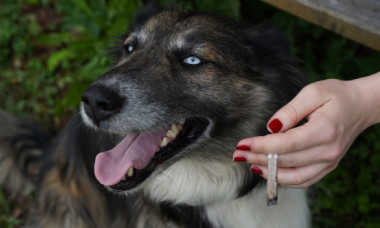 Câinele tău este în pericol fără să-ți dai seama. Ce se întâmplă dacă fumezi lângă el