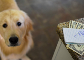 O femeie a câștigat la loterie datorită câinelui său: „Dacă nu mușca biletul nu mă aflam aici”