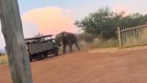 Momentul în care un elefant furios lovește un camion de safari plin de turiști, în Africa de Sud. Imaginile sunt virale