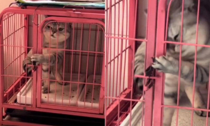 Momentul când o pisică reușește să evadeze dintr-o cușcă a devenit viral: „E ca un spion. Nimic nu o poate opri”