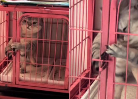 Momentul când o pisică reușește să evadeze dintr-o cușcă a devenit viral: „E ca un spion. Nimic nu o poate opri”