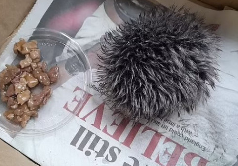 O femeie a crezut că a salvat un pui de arici, dar când a ajuns la veterinar a rămas șocată. Ce descoperise aceasta