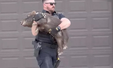 Momentul când un polițist prinde un porc care alerga prin oraș. Imaginile sunt virale: „Trebuia să joci rugby”