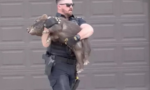 Momentul când un polițist prinde un porc care alerga prin oraș. Imaginile sunt virale: „Trebuia să joci rugby”