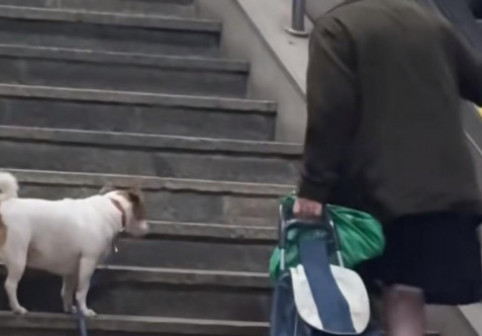 Câinele din București care i-a emoționat pe internauți. Și-a așteptat răubdător stăpână în vârstă, în timp ce urca scările de la metro