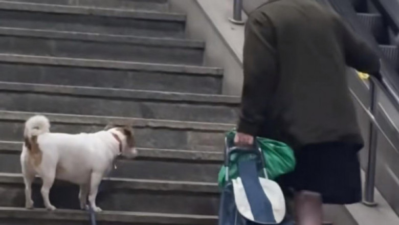Câinele din București care i-a emoționat pe internauți. Și-a așteptat răubdător stăpână în vârstă, în timp ce urca scările de la metro