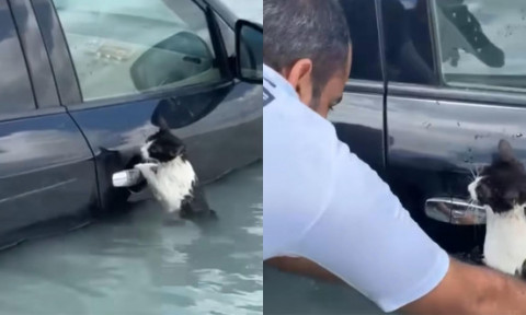 Momentul în care o pisică se agață de portiera unei mașini în timpul inundațiilor din Dubai. Felina a fost salvată de un polițist