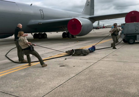 Un aligator a adormit sub un avion al Forțelor Aeriene din Florida. Momentul când reptila este evacuată de pe baza armatei americane