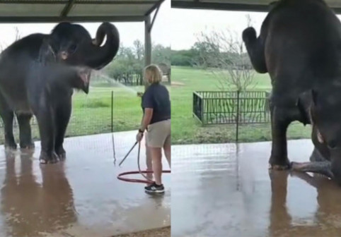 Reacția unui elefant când este spălat cu furtunul. Cascadoriile animalului au devenit virale: „E adorabil!”