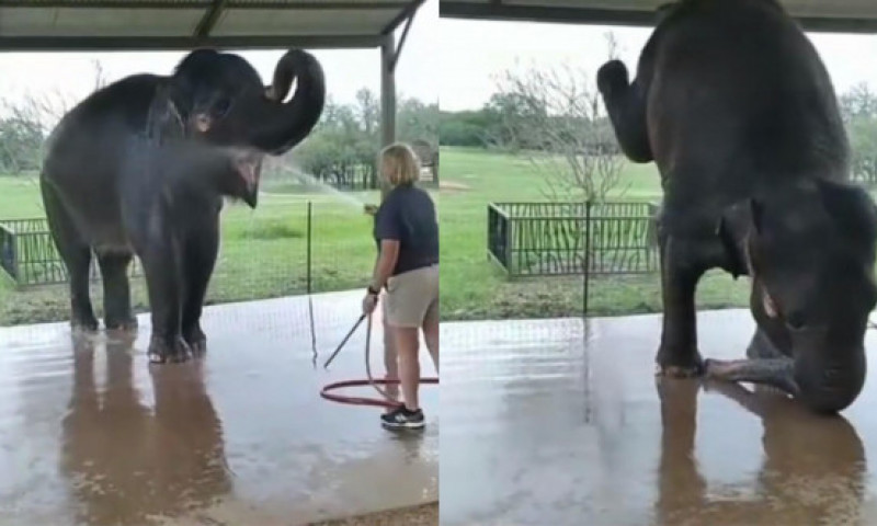 Reacția unui elefant când este spălat cu furtunul. Cascadoriile animalului au devenit virale: „E adorabil!”