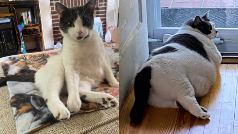 Cea mai grasă pisică a trecut printr-o transformare uluitoare. A slăbit peste șase kilograme, iar acum se bucură de o viață normală