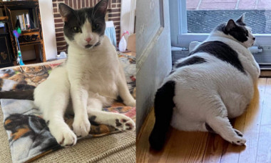 Cea mai grasă pisică a trecut printr-o transformare uluitoare. A slăbit peste șase kilograme, iar acum se bucură de o viață normală