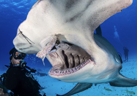 Imagini inedite cu doi scafandri care „dansează” cu rechinii. Momentul e parcă desprins dintr-un film SF