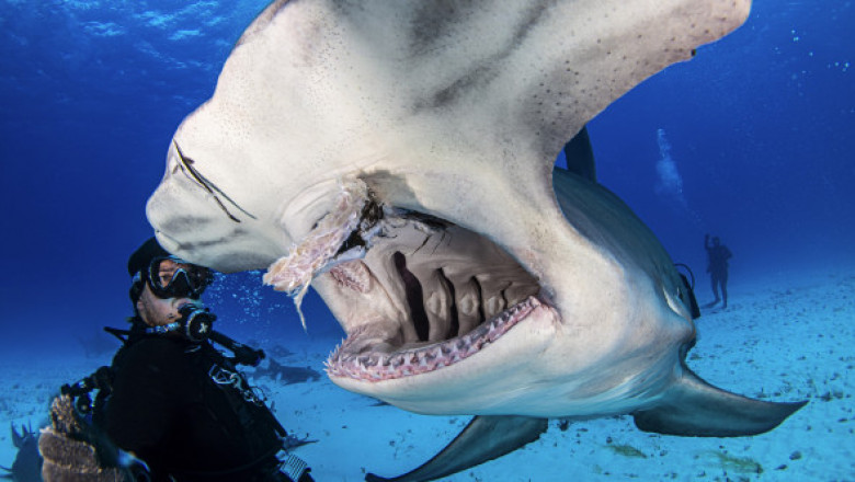 Imagini inedite cu doi scafandri care „dansează” cu rechinii. Momentul e parcă desprins dintr-un film SF