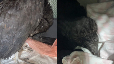 Doi vulturi au fost duși la un centru de reabilitare după ce au fost găsiți beți. Cum au reușit păsările să consume alcool