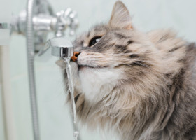 O pisică a reușit să inunde o casă întreagă din curiozitate: „Totul a început când a învățat să deschidă robinetul”