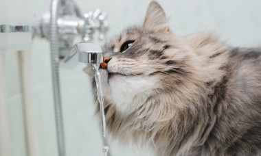 O pisică a reușit să inunde o casă întreagă din curiozitate: „Totul a început când a învățat să deschidă robinetul”