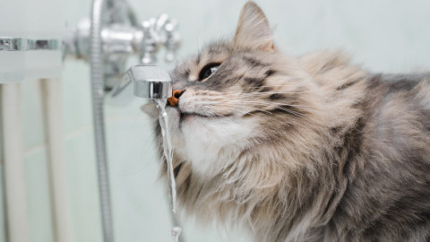 O pisică a reușit să inunde o casă întreagă din curiozitate: „Totul a început când a învățat să deschidă robinetul”