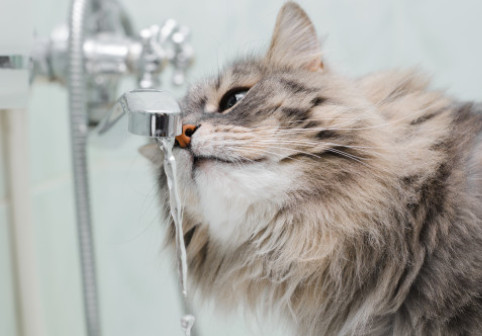 O pisică a reușit să inunde o casă întreagă din curiozitate: „Totul a început când a învățat să deschidă robinetul”