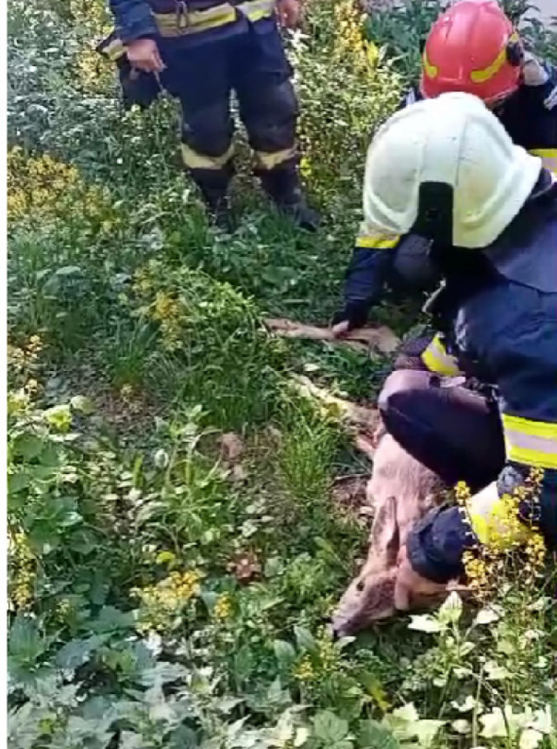 Momentul când pompierii din Neamţ salvează o căprioară blocată în albia unui râu/ Foto: News.ro