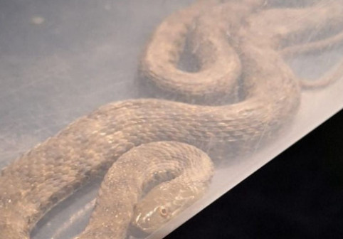 O familie din Mehedinţi a găsit un şarpe în dormitor. Au intervenit jandarmii, iar reptila a fost eliberată în natură