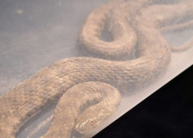O familie din Mehedinţi a găsit un şarpe în dormitor. Au intervenit jandarmii, iar reptila a fost eliberată în natură