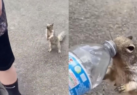 Momentul când o veveriță însetată se ține după un turist pentru a primit o gură de apă: „E atât de neajutorată”