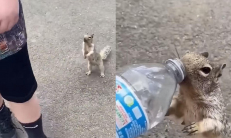 Momentul când o veveriță însetată se ține după un turist pentru a primit o gură de apă: „E atât de neajutorată”