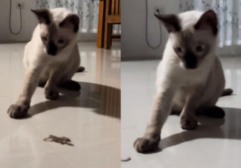 Reacția unei pisici când o șopârlă își desprinde coada pentru a scăpa din ghearele ei: „Nu știe ce s-a întâmplat”