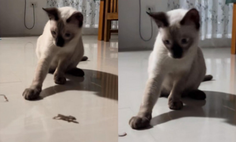 Reacția unei pisici când o șopârlă își desprinde coada pentru a scăpa din ghearele ei: „Nu știe ce s-a întâmplat”