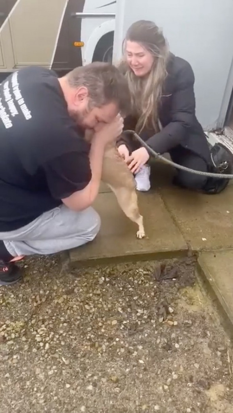 Un câine, care a fost furat din fața casei, s-a întors la familia lui după trei ani de la dispariție/ Profimedia